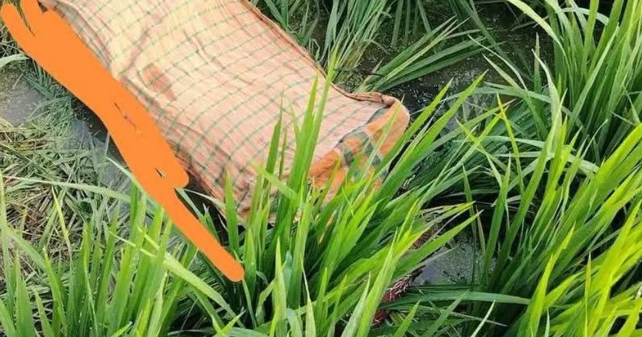 কুমিল্লায় ৭ম শ্রেণির ছাত্রী জান্নাতুলের মরদেহ মিলল ধানক্ষেতে